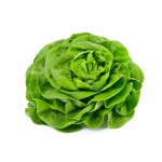 salade-laitue